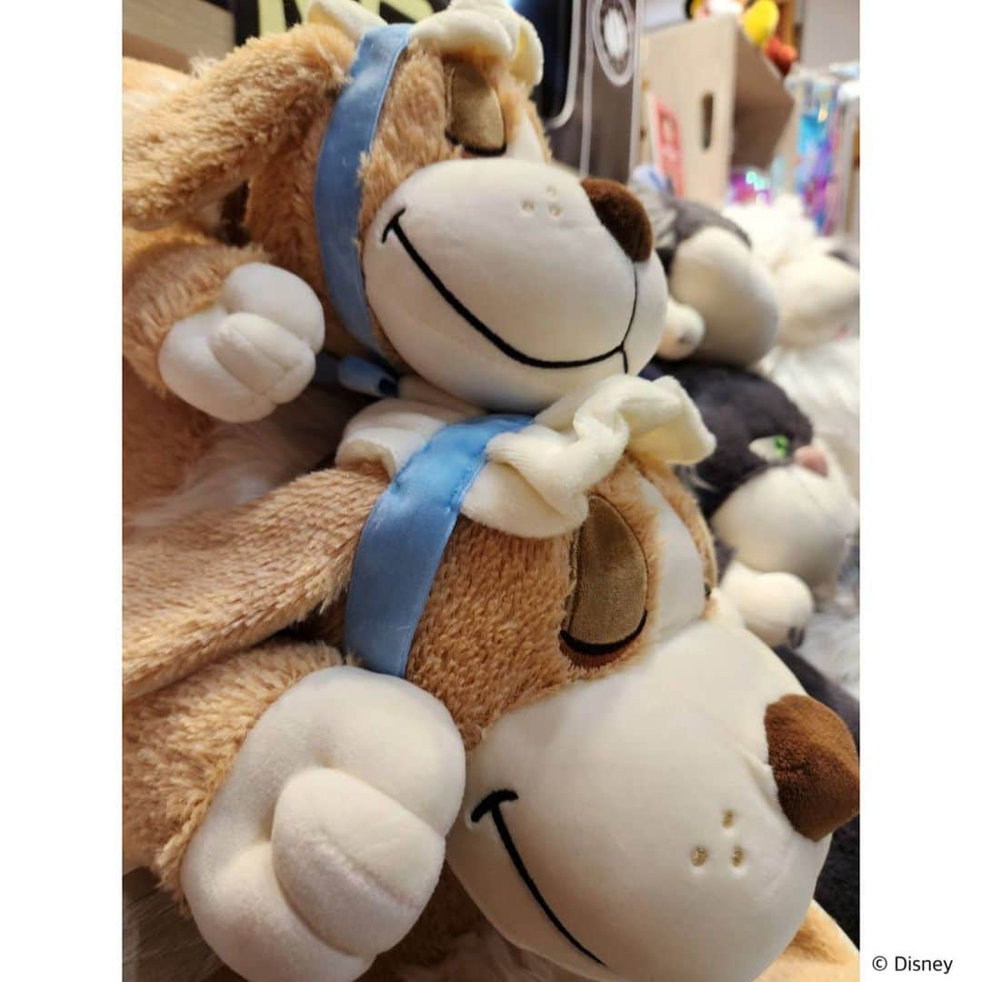 KIDDY LAND officialさんのインスタグラム写真 - (KIDDY LAND officialInstagram)「#ディズニーアベニュー東京駅店 からお知らせ💤  スヤスヤかわいい顔の抱き枕が入荷しました♪ プレゼントにもピッタリ🎁♡  ♡ モチハグ抱き枕 ♡ Sサイズ 3080円 Mサイズ 4180円 Lサイズ 5280円   ※東京駅では通販(現金書留対応)も行っております✨ お電話でお問い合わせくださいませ。 ☎️03-6259-1620  #disney #ディズニー #kiddyland #キデイランド #ピーターパン #ナナ #シンデレラ #ルシファー  #リトルマーメイド  #マックス #dog #cat #犬 #猫」9月16日 15時35分 - kiddyland_co.jp