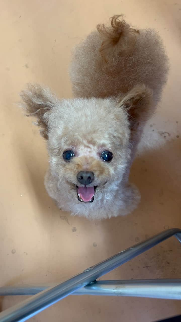 toshiyaotsuboのインスタグラム：「最近はずっと一緒に仕事に行ってます🐶☺️ お昼ご飯の時は自分も一緒になってハッスルしてます😂 ちっこいレタス貰うのに必死です😂😂 #プードル#トイプードル#ティーカッププードル#犬#poodle#teacuppoodle#toypoodle#dog#dogstagram#instadog#푸들#caniche#Pudel#貴婦狗#animalsco」