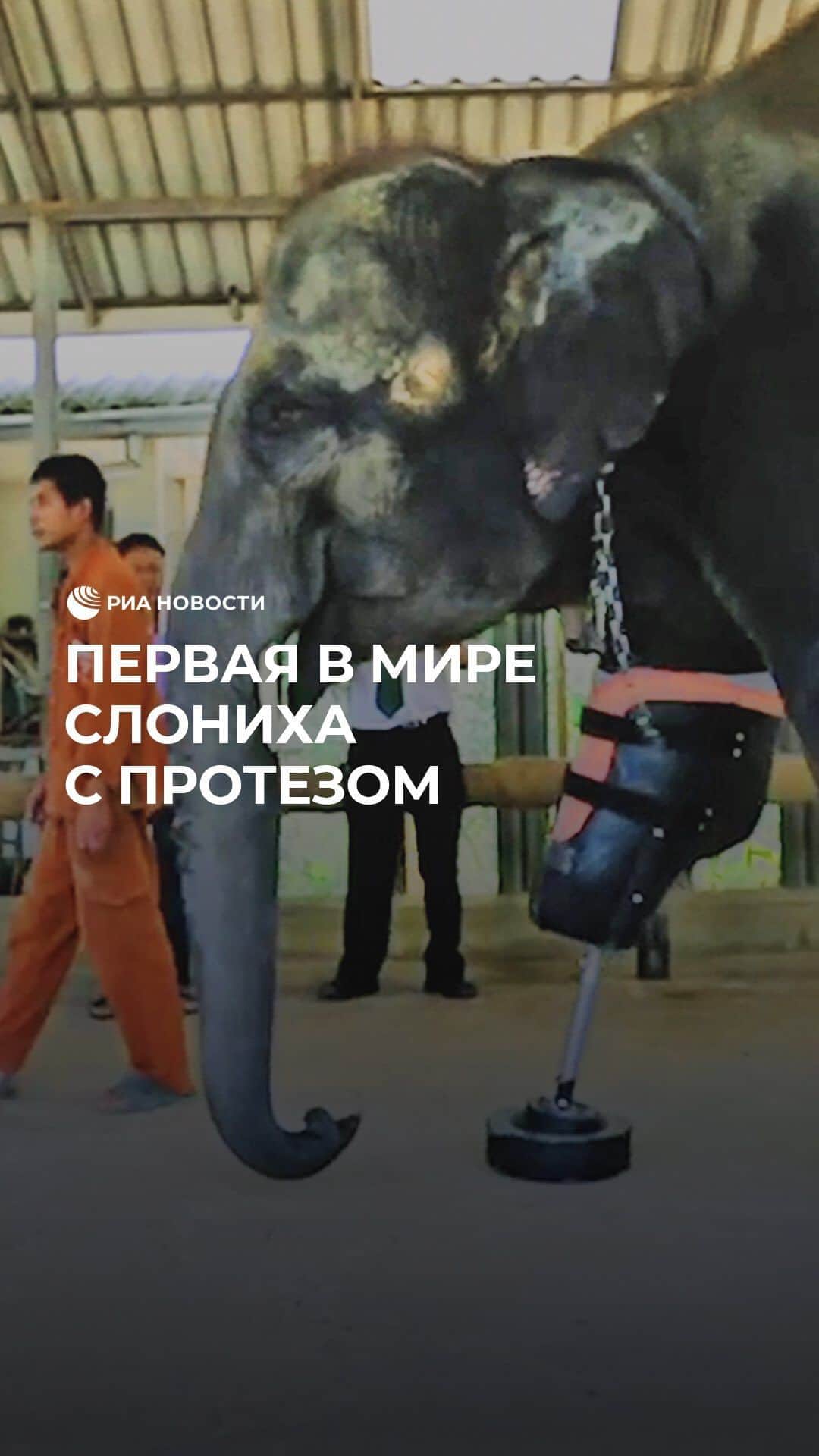 RIAノーボスチのインスタグラム：「Эта слониха подорвалась на мине еще в детстве. Но, к счастью, на помощь пришли неравнодушные люди и сделали ей протез ноги. Животное смогло адаптироваться после операции и жить полноценной жизнью.」