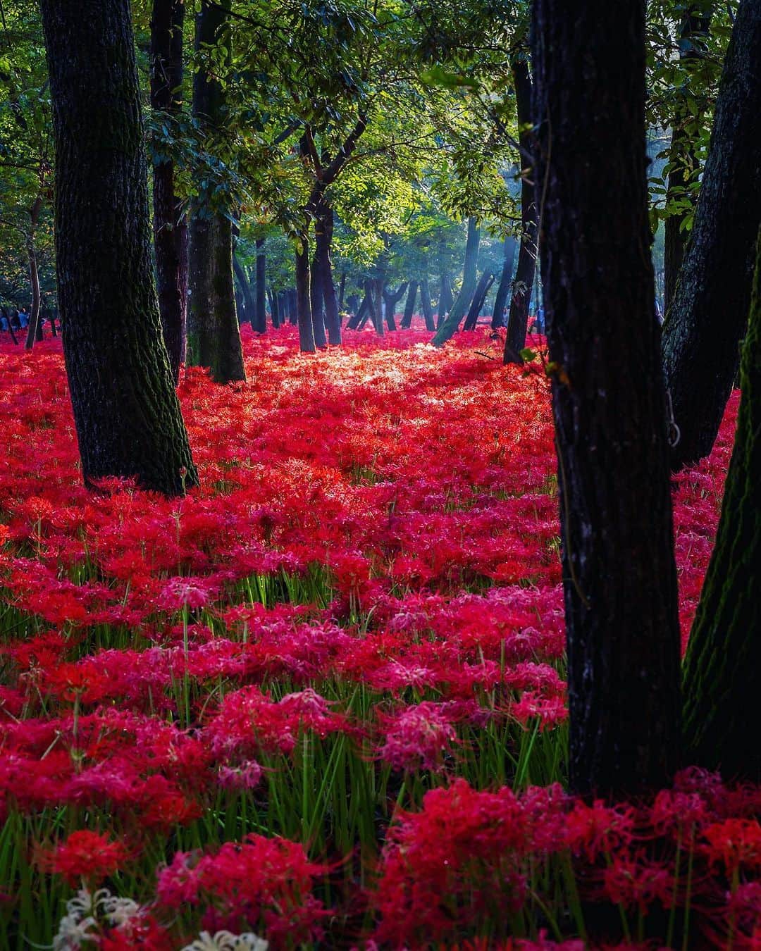 旅行メディア・じゃらん〈公式〉さんのインスタグラム写真 - (旅行メディア・じゃらん〈公式〉Instagram)「＼彼岸花の名所5選／ 道端に群生する、真っ赤な彼岸花。秋のお彼岸（9月中旬ごろ）の時期に花を咲かせることから名づけられたといわれています。 みなさんはどの名所が気になりますか？✨ . . . ＜1枚目＞ 📍 埼玉県「#巾着田曼珠沙華公園 」 📷 @pucchii_k 📅 2022.9.25 . ＜2枚目＞ 📍 埼玉県「#権現堂公園 」 📷 @hiroya.kobayashi_official 📅 2021.09 . ＜3枚目＞ 📍 愛知県「#矢勝川 」 📷 @hiromitravel 📅 2022.09 . ＜4枚目＞ 📍 岐阜県「#やすらぎの林 」 📷 @hide05020502 . ＜5枚目＞ 📍 大分県「#七ツ森古墳群 」 📷 @tewakusun 📅 2022.9.15 . . 素敵な写真をありがとうございました┈✈︎  .  . ☑ あらかじめ最新情報をご確認の上、お出かけください。 ☑ #jalan_travel をつけて、ぜひ今までの旅行先の思い出写真を投稿してください。このアカウントでご紹介させていただきます。(じゃらんニュースでも紹介される可能性があります） . . . . . . #いつか行きたい #じゃらん #観光 #観光地 #観光スポット #旅行 #旅行好きな人と繋がりたい #旅行好き  #japantravelphoto #japantrip #japantravel #国内旅行 #絶景 #絶景スポット #誰かに見せたい景色 #誰かに見せたい風景 #彼岸花 #曼珠沙華 #花絶景」9月16日 17時00分 - jalan_net