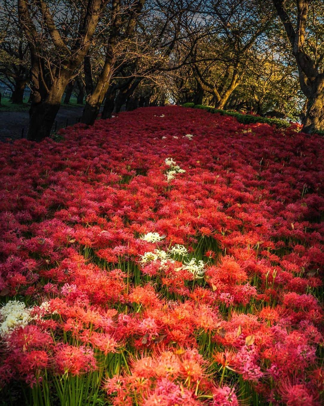 旅行メディア・じゃらん〈公式〉さんのインスタグラム写真 - (旅行メディア・じゃらん〈公式〉Instagram)「＼彼岸花の名所5選／ 道端に群生する、真っ赤な彼岸花。秋のお彼岸（9月中旬ごろ）の時期に花を咲かせることから名づけられたといわれています。 みなさんはどの名所が気になりますか？✨ . . . ＜1枚目＞ 📍 埼玉県「#巾着田曼珠沙華公園 」 📷 @pucchii_k 📅 2022.9.25 . ＜2枚目＞ 📍 埼玉県「#権現堂公園 」 📷 @hiroya.kobayashi_official 📅 2021.09 . ＜3枚目＞ 📍 愛知県「#矢勝川 」 📷 @hiromitravel 📅 2022.09 . ＜4枚目＞ 📍 岐阜県「#やすらぎの林 」 📷 @hide05020502 . ＜5枚目＞ 📍 大分県「#七ツ森古墳群 」 📷 @tewakusun 📅 2022.9.15 . . 素敵な写真をありがとうございました┈✈︎  .  . ☑ あらかじめ最新情報をご確認の上、お出かけください。 ☑ #jalan_travel をつけて、ぜひ今までの旅行先の思い出写真を投稿してください。このアカウントでご紹介させていただきます。(じゃらんニュースでも紹介される可能性があります） . . . . . . #いつか行きたい #じゃらん #観光 #観光地 #観光スポット #旅行 #旅行好きな人と繋がりたい #旅行好き  #japantravelphoto #japantrip #japantravel #国内旅行 #絶景 #絶景スポット #誰かに見せたい景色 #誰かに見せたい風景 #彼岸花 #曼珠沙華 #花絶景」9月16日 17時00分 - jalan_net