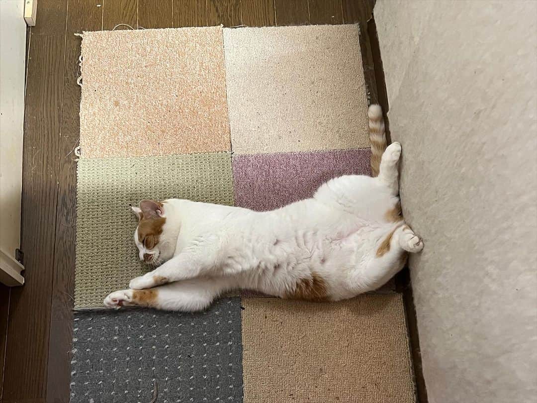 Kachimo Yoshimatsuのインスタグラム：「ゴロリ。  水曜日から喉が痛く（激痛） 咳が出て痰がからみ 声もガラガラ 熱は高くても37.6℃ 病院行ってもコロナやインフルでもないらしい。 木曜日は、一日中寝てたら腰が重くなり、金曜日は寝てたらダメだと思い U-NEXTでVIVANT一気見｡ 今度の日曜日最終回楽しみ！ その後ハヤブサ消防団も一気見｡ 久しぶりの家でのお休み｡ 満喫してます。 喉は超痛いけど。  #うちの猫ら #猫 #oinari #ねこ #ニャンスタグラム #にゃんすたぐらむ #ねこのきもち #cat #ネコ #catstagram #ネコ部 http://kachimo.exblog.jp」