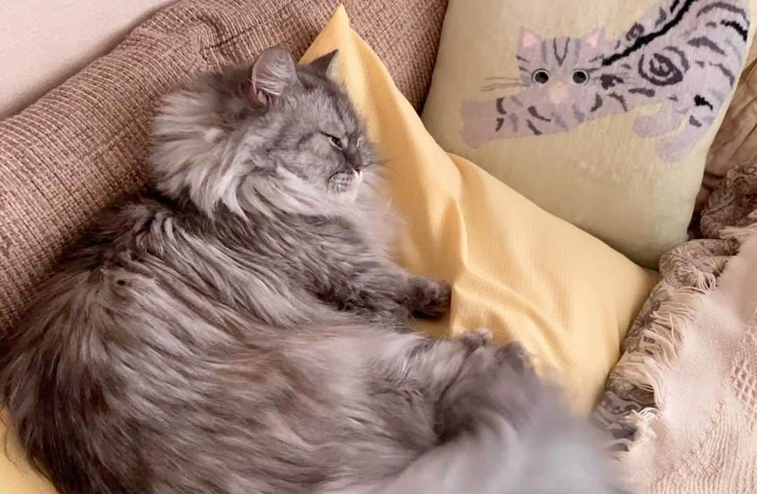 藤原ゆかのインスタグラム：「やたら私の枕を占領したがる期、困るけどかわいい🐈 #munchkin」
