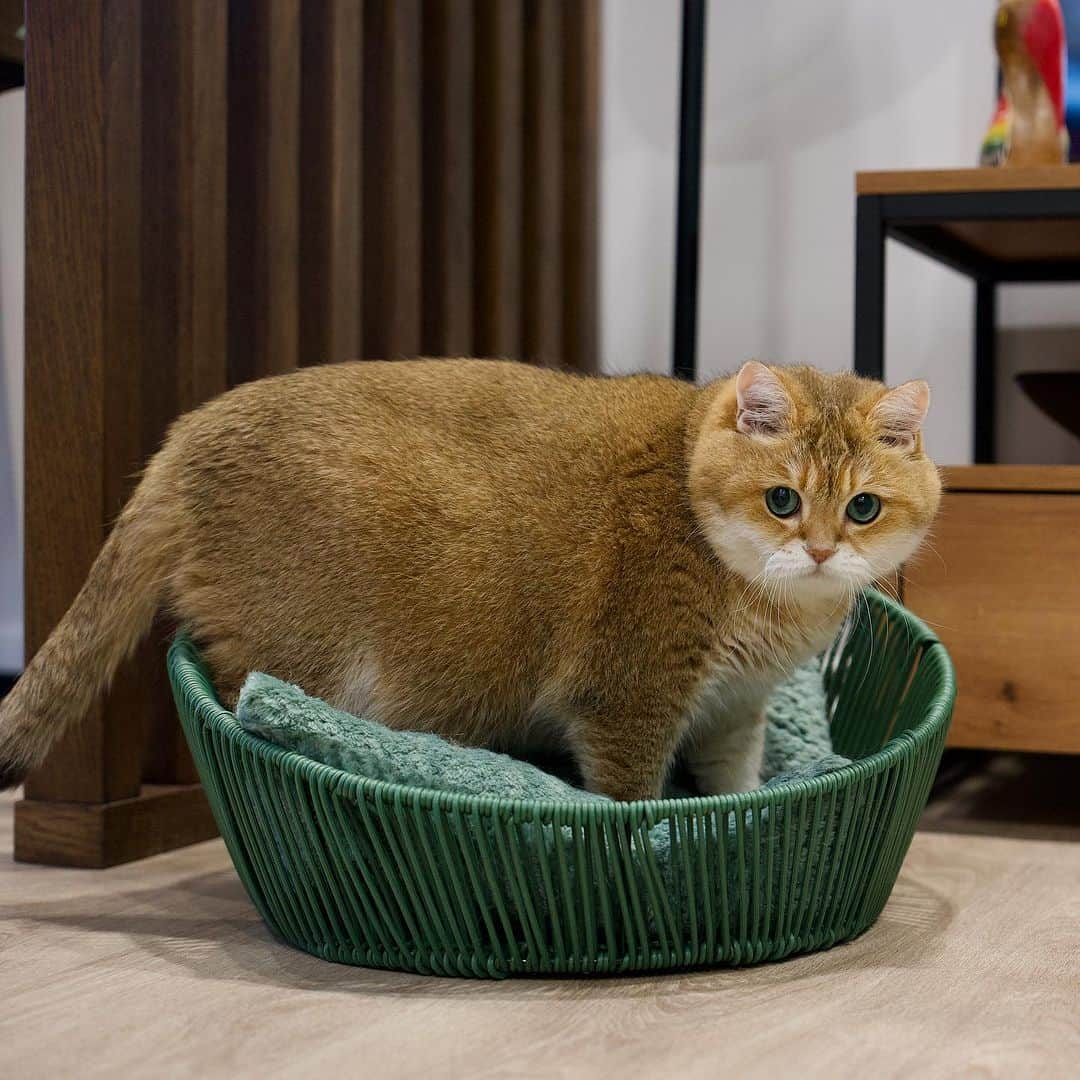 Hosicoさんのインスタグラム写真 - (HosicoInstagram)「In cloudy weather it is better to go to bed 🥐」9月16日 17時54分 - hosico_cat