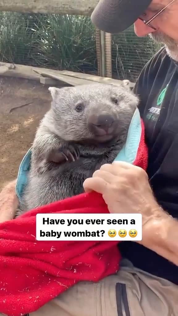 Cute baby animal videos picsのインスタグラム：「Adorable baby wombat 😍 Song : Grace Anne @skars check it out  - - Follow us @cutie.animals.page for more !! 💙 - - Credit 📸 DM for credit/removal)🙏🏻 - - #animals #nature #animal #pets #love #cute #wildlife #pet #cats #dog #photography #dogs #instagram #cat #naturephotography #of #photooftheday #dogsofinstagram #animallovers #wildlifephotography #petsofinstagram #birds #catsofinstagram #instagood #petstagram #art #animalsofinstagram #puppy #bird #bhfyp」