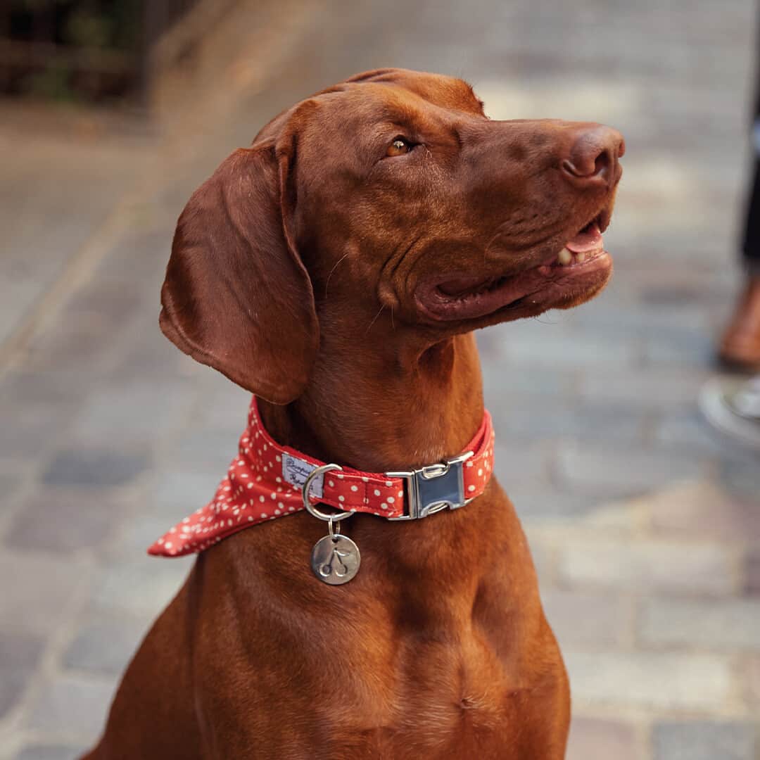 bonpointのインスタグラム：「Bonpoint ❤️ French Bandit ​ Everyone wants to walk the dogs! ​  Our online exclusive "Child’s Play" collection presents seven accessories for dogs and cats, combining @BanditParis’ expert designs with our sophisticated style. ​ All the accessories are available online in two colors: navy blue and poppy red.​  #Bonpoint #BonpointxFrenchBandit #NewCollection」