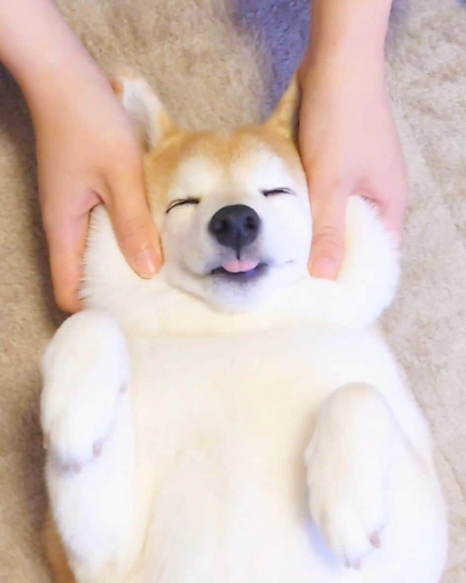 ちゃみのインスタグラム：「いつかのお餅ちゃん とろけ中〜！笑 ❷もちもち動画  #柴犬#しばいぬ#癒し#愛犬#犬#shiba#shibainu#dog」
