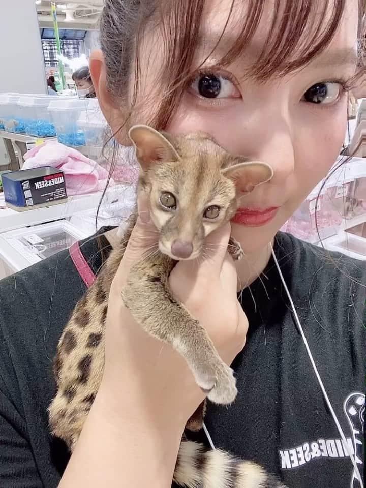 高田世莉菜のインスタグラム：「神戸レプスタッフしてきました♥️ ジャコウネコの仲間🐈アカブチジェネットちゃん🥰 可愛いすぎてメロメロ💓  #ジャコウネコ  #アカブチジェネット  #エキゾチックアニマル」