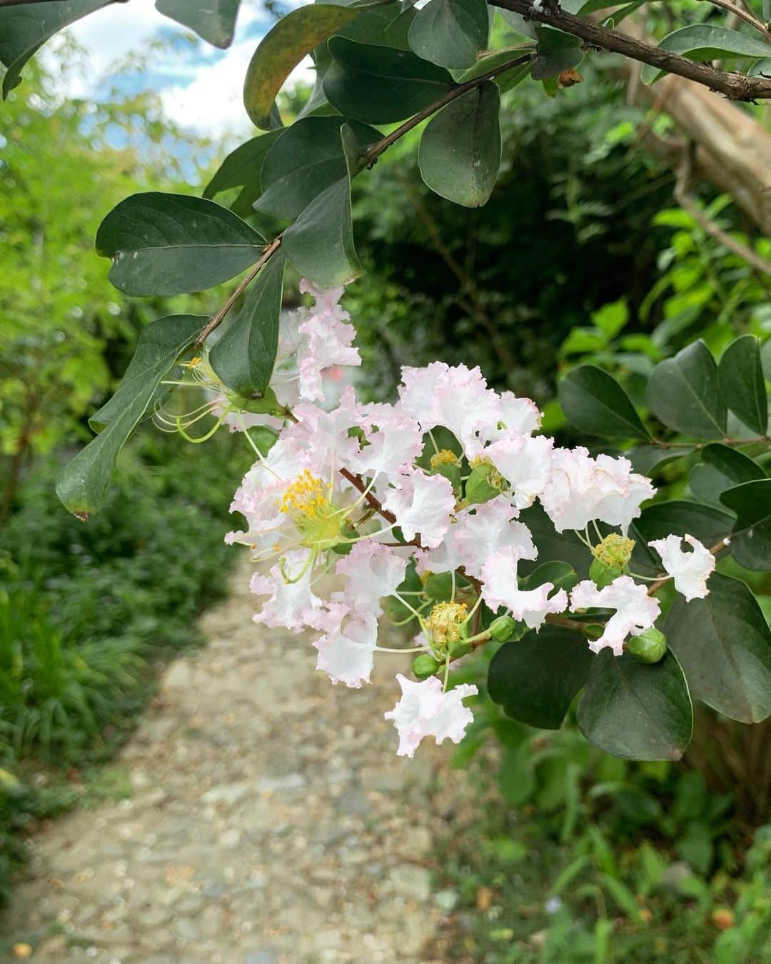 ree_mstorynさんのインスタグラム写真 - (ree_mstorynInstagram)「🌿 緑いっぱいのカフェ 久しぶりのケーキ いい時間🌿  #くるみの木 #奈良カフェ #奈良グルメ #奈良スイーツ #奈良カフェ巡り #スイーツ#sweets #ケーキ#cake #いちじくタルト #バナナケーキ #備忘録 #vsco #vscam」9月16日 20時30分 - ree_mstoryn