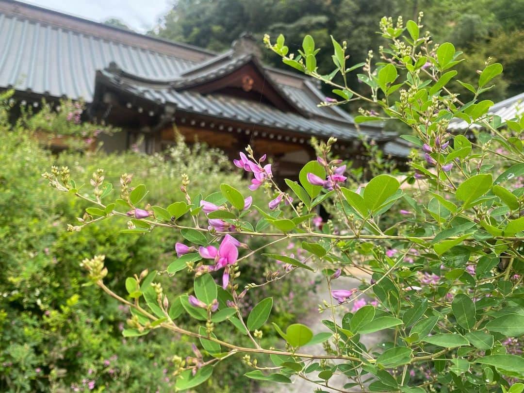 西﨑梨乃さんのインスタグラム写真 - (西﨑梨乃Instagram)「. ハギの花💜🤍 . 高松市塩江町の最明寺の境内に植えられた およそ500株のハギの花が 見頃を迎えています🥺✨ . 萩寺としても有名な最明寺は 初めて行きましたが 赤紫色の萩の花は 小さくて可憐でした☺️☺️☺️ . 最近になって季節の花を愛でるのも 楽しみの一つになりました💐 . お彼岸までは お寺ではおはぎも楽しめます🤤 ハギの花の見頃は 今月いっぱいだということです！ . . @rino_nishizaki . . #西日本放送 #RNC #岡山 #香川 #最明寺 #ハギ #萩 #萩寺 #アナウンサー」9月16日 20時45分 - rino_nishizaki