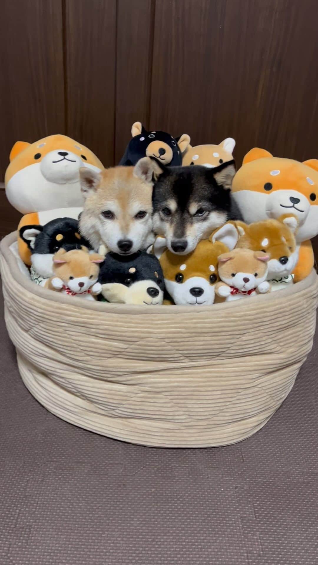 豆柴なつ&ふゆのインスタグラム
