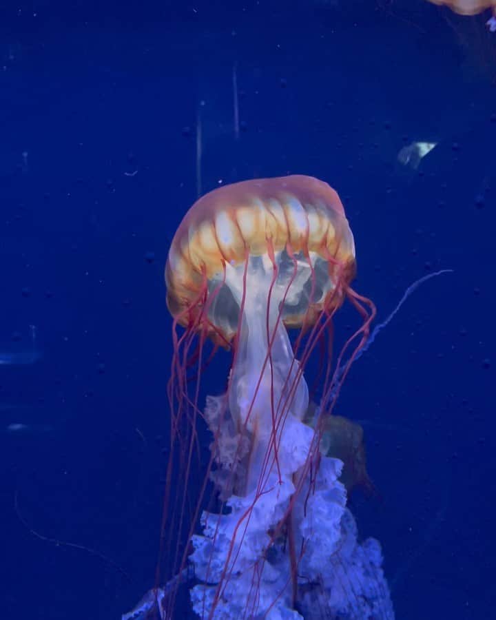 末吉9太郎のインスタグラム：「亀戸から近いじゃん！ってなって 帰りに1人すみだ水族館してきた」