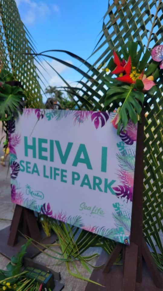 瀬川慶のインスタグラム：「Heiva I Sealife Park  The 1st annual at this “wow” location! Organized by @maluproductions Mahalo to @michelleleemalulaniake All the dancers were AMAZING!   リアルコンペも戻ってきた！最高の場所で行われた第一回目のヘイヴァ @sealifepark タヒチからの審査員による採点でレベル高し！@tunuisroyalpolynesians ダンサーはなんと16人もエントリー&エキシビションも披露！生で一度はみてほしい！  #hawaii #sealifeparkhawaii #heivaisealifepark #maluproductions #tunuisroyalpolynesians  #tuamotuapi i #ハワイ在住　#タヒチアンダンス　#シーライフパーク　#ハワイ好きな人と繋がりたい」