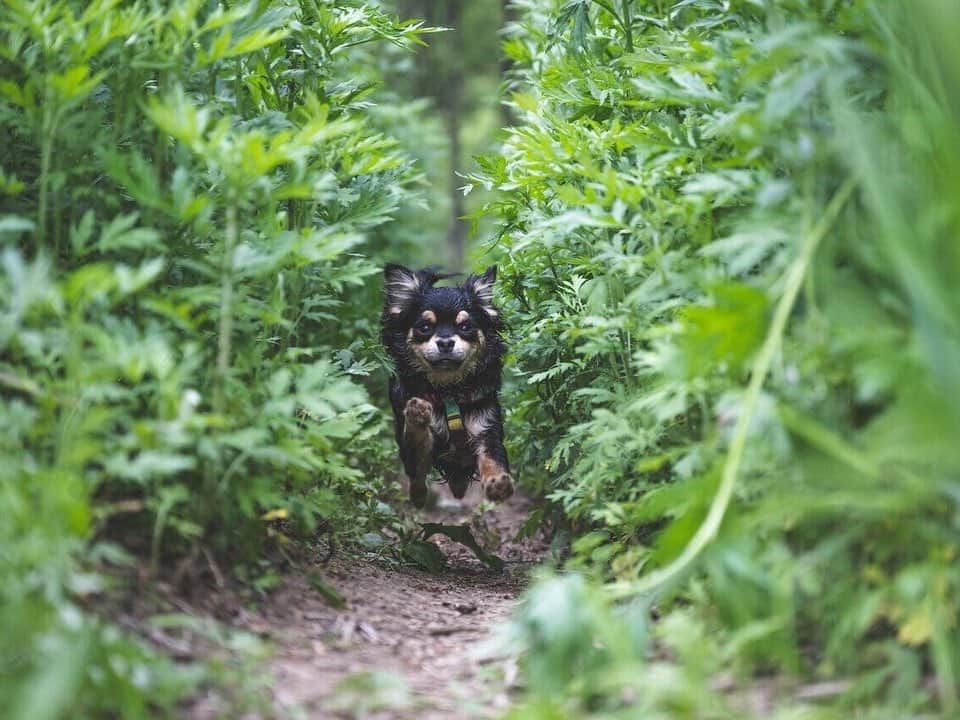 GENIC 公式インスタグラムさんのインスタグラム写真 - (GENIC 公式インスタグラムInstagram)「・ #撮影と表現のQA 中道智大（Tomohiro Nakamichi）  北海道の7000坪の森から犬や大自然の写真・映像を発信するフォトグラファー/映像クリエイターの、中道智大さん @tomohiro_nakamichi に質問。  Q.走り回る犬を上手に撮るコツは？  A.シャッタースピードが重要。もっと大切なのは、犬の気持ちを尊重すること  「僕が考える魅力的な犬の写真というのは、撮影者と犬との関係性が見える一枚。写真が目的ではなく、あくまでも犬と楽しく時間を過ごすことが最優先です。写真が好きだからこそ、写真以外の部分をとても大切にしています。テクニック的には、シャッタースピードを上げて、犬と同じ高さまでカメラや視線を下げて撮影するのと、走る犬を躍動感あふれる姿を収めやすいです」。  ｰｰｰｰｰｰｰｰｰｰｰｰｰｰｰｰｰｰ 雑誌GENIC 最新号 10月号 vol.68「旅と写真と」 公式オンラインショップ、Amazonにてお買い求めいただけます。 ｰｰｰｰｰｰｰｰｰｰｰｰｰｰｰｰｰｰ 雑誌GENIC バックナンバー 7月号 vol.67「知ることは次の扉を開くこと ～撮影と表現のQ＆A～」 公式オンラインショップ、Amazonにてお買い求めいただけます。 ｰｰｰｰｰｰｰｰｰｰｰｰｰｰｰｰｰｰ 皆さまの表現をGENICで紹介させてください。 #genic_mag を付けた投稿をお待ちしております。 ｰｰｰｰｰｰｰｰｰｰｰｰｰｰｰｰｰｰ」9月16日 21時36分 - genic_mag
