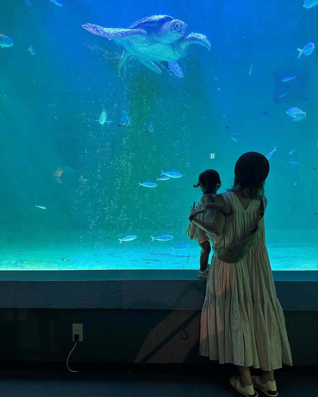 AYAさんのインスタグラム写真 - (AYAInstagram)「_ 2日目は初めての鳥羽水族館  最近YouTubeで イルカショー見るのに ハマってる詩珠はイルカショー🐬 なくて残念やったけど ジュゴンやセイウチ初めて見る 海の生き物に興味津々 (大きさにちょっと引いてたけどw)  大好きなペンギン🐧は 大喜びで🐧とお話ししてたし 🐢見たらおっきい声でturtle！ って言ってたしww  水族館は大人も楽しくて癒されるから またいろんなところの水族館 行きたいなぁ〜〜」9月16日 21時28分 - a.y.hana_12o6