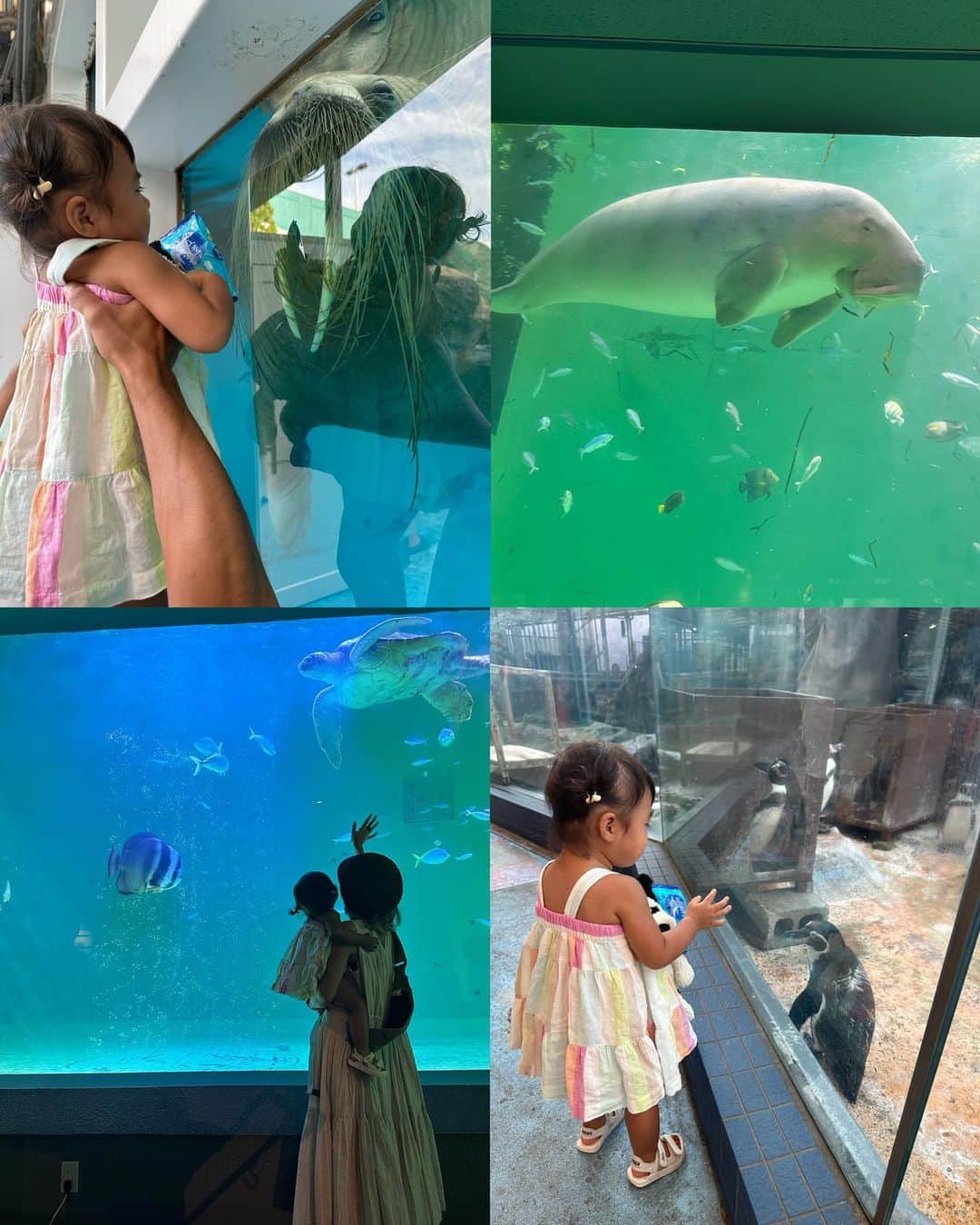 AYAさんのインスタグラム写真 - (AYAInstagram)「_ 2日目は初めての鳥羽水族館  最近YouTubeで イルカショー見るのに ハマってる詩珠はイルカショー🐬 なくて残念やったけど ジュゴンやセイウチ初めて見る 海の生き物に興味津々 (大きさにちょっと引いてたけどw)  大好きなペンギン🐧は 大喜びで🐧とお話ししてたし 🐢見たらおっきい声でturtle！ って言ってたしww  水族館は大人も楽しくて癒されるから またいろんなところの水族館 行きたいなぁ〜〜」9月16日 21時28分 - a.y.hana_12o6