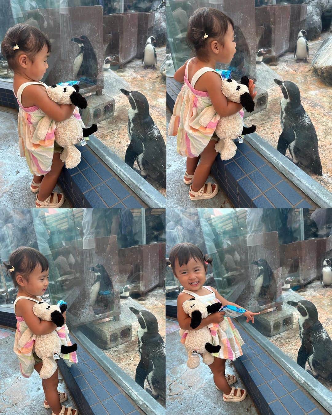 AYAさんのインスタグラム写真 - (AYAInstagram)「_ 2日目は初めての鳥羽水族館  最近YouTubeで イルカショー見るのに ハマってる詩珠はイルカショー🐬 なくて残念やったけど ジュゴンやセイウチ初めて見る 海の生き物に興味津々 (大きさにちょっと引いてたけどw)  大好きなペンギン🐧は 大喜びで🐧とお話ししてたし 🐢見たらおっきい声でturtle！ って言ってたしww  水族館は大人も楽しくて癒されるから またいろんなところの水族館 行きたいなぁ〜〜」9月16日 21時28分 - a.y.hana_12o6