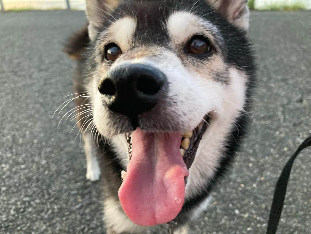 しんたさんのインスタグラム写真 - (しんたInstagram)「. 今日のハイライト🦪🍺🐕  家族全員飲みたい🍺人達だから バスでお出かけ… #わんだふるjapan #犬のいる暮らし #牡蠣とレモン #マロン」9月16日 21時34分 - shinta67