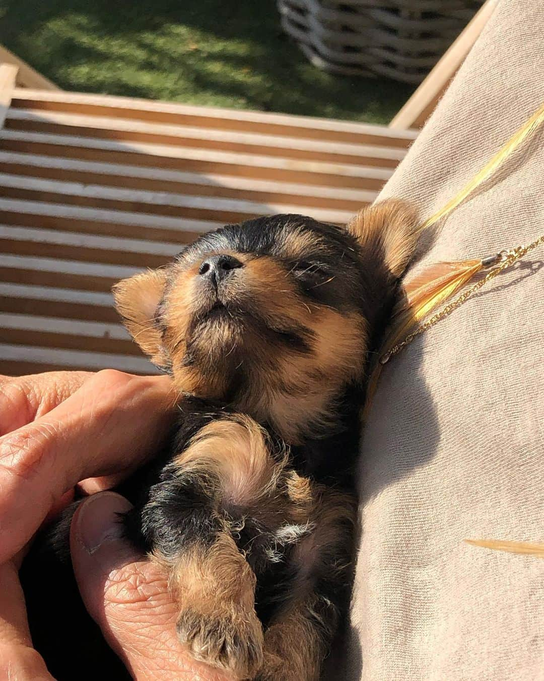 雨宮塔子さんのインスタグラム写真 - (雨宮塔子Instagram)「友人の🐶ちゃんがたくさん赤ちゃんを産んだということで、見に行ってきました😊  手のひらでうとうとしたり、ミルクを飲む姿に、もうめっちゃ癒される🥰  気がつくと、私のパリの友人たちのほとんどにはワンちゃんか猫ちゃんがいて、自分にもいたらどうだろうと思いを馳せる今日この頃です。  #前回は2月末に #こちらであげさせていただいた友人宅です #日差しが強い日で #たくさんガーデンパラソルをたててくれて😭 #バーベキューも最高でした #感謝です🥰」9月16日 21時39分 - amemiya.toko