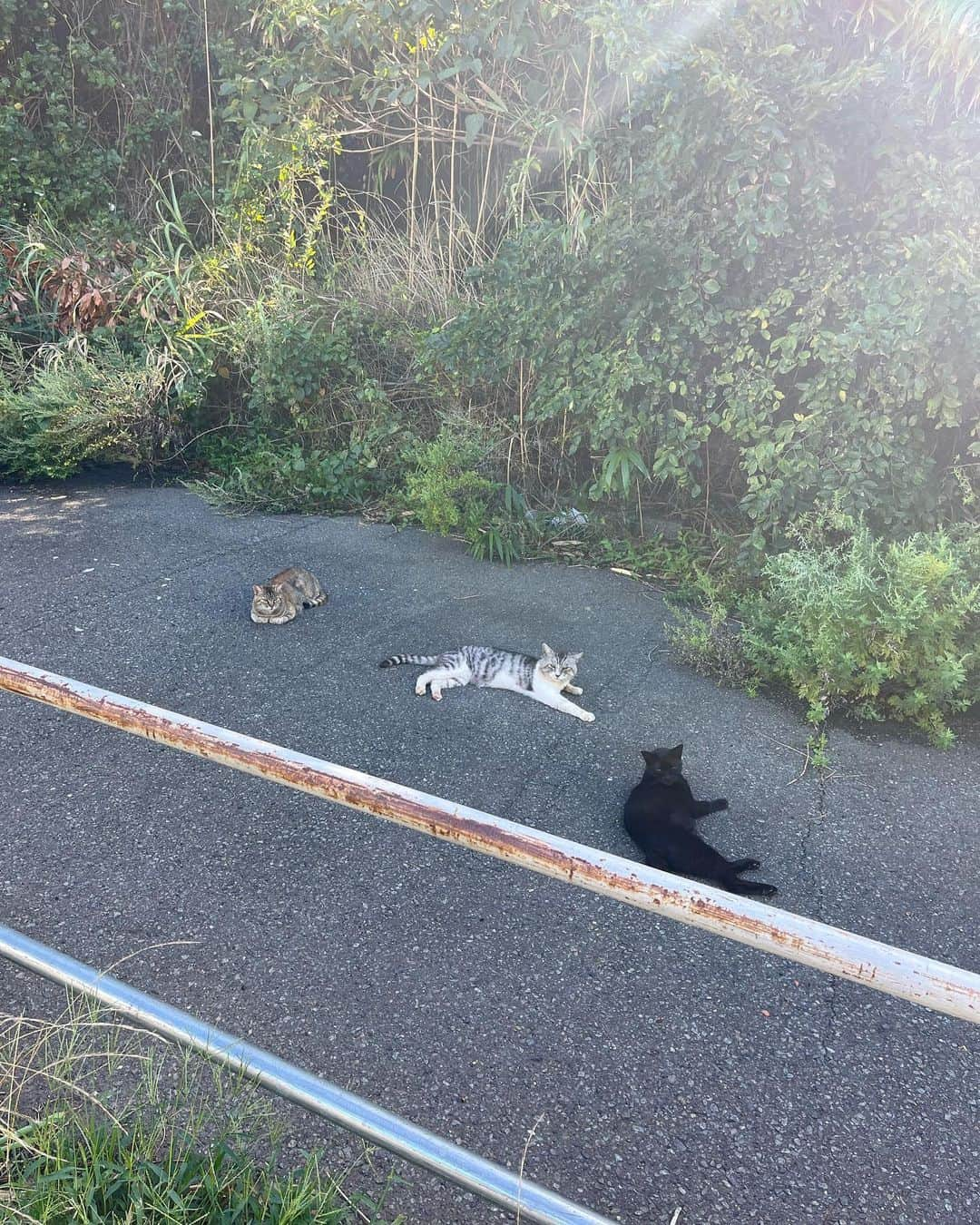 風見和香のインスタグラム：「. . 三崎に母まると父まるとクーと行ってきました𓂃𓈒𓏸︎︎︎︎ 🕊  自然がたくさんの場所に行ってたくさん歩いて、自然大好きの風見家ならではのお出かけでした😚 . . #私立恵比寿中学 #エビ中 #ebichu #風見和香 #ののかまる #fjk #07 #お出かけ #自然 #自然界隈 #三浦半島 #城ヶ島  #小網代の森 ここめちゃきれいです！でも片道1キロあるから歩くのが好きな方はぜひ行ってみてください✊🏻暑い時期は夕方に行くといいかもです！」