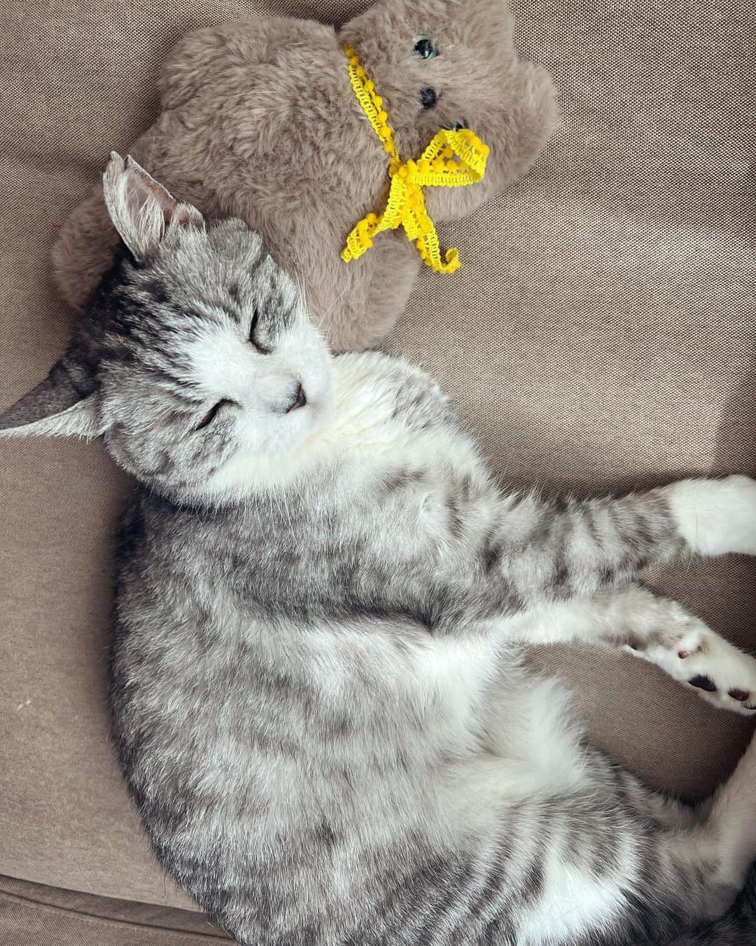 坂本美雨さんのインスタグラム写真 - (坂本美雨Instagram)「friends♡♡ #cat #サバ美」9月16日 21時57分 - miu_sakamoto