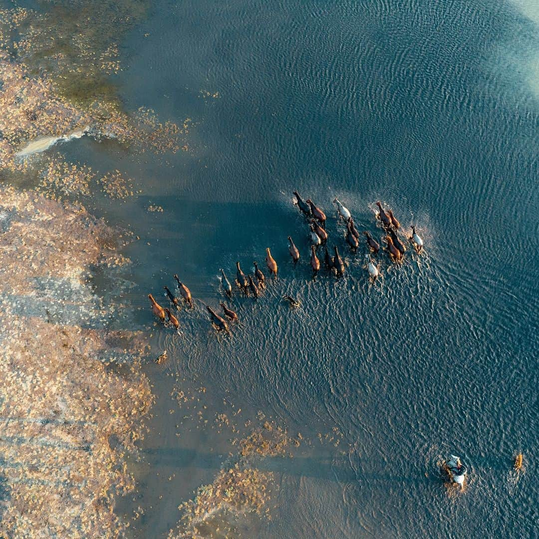 アニマルプラネットさんのインスタグラム写真 - (アニマルプラネットInstagram)「A bird's eye view 🐎👀  Shepherds drive a herd of #horses in Kayseri, #Turkey.」9月16日 22時00分 - animalplanet