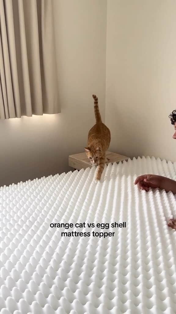 Cute Pets Dogs Catsのインスタグラム