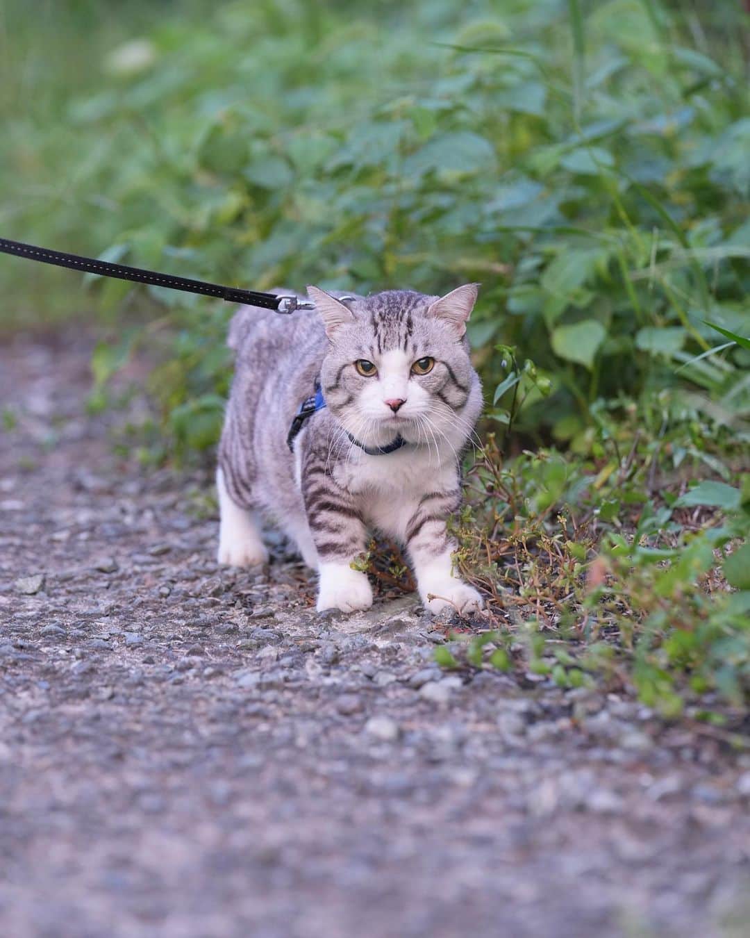 Nyankichi Noranekoのインスタグラム：「@noraneko_nyankichi  今日は 猫ちゃん 撮る日。  元気そうで 何より。 #nekoclub  #cat #猫 #南阿蘇 #猫散歩」
