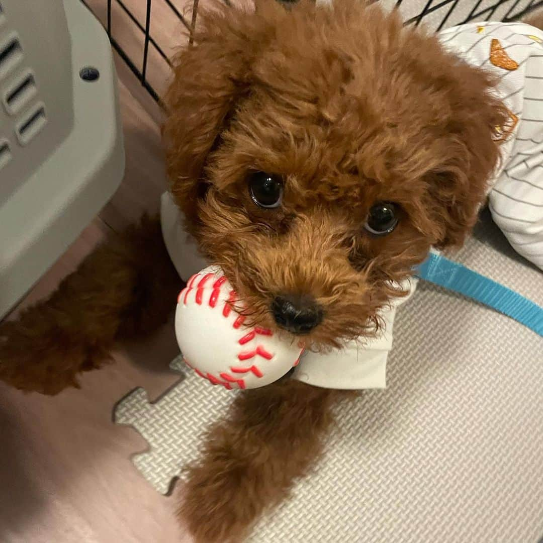 小林ひろみのインスタグラム：「🐶🐶🐶  最近新しい家族が出来ました🫶 カブレラくんです⚾️💙  ご縁がありましてお迎えしました🐶 ちょっと動物苦手 やったんやけど、 毎日可愛くて可愛くて もう親バカやし溺愛してます💓  うちに来てくれたからには 絶対幸せにするし ずっと側にいるよ☺️  わんちゃん飼うのは初めてやし 不安だらけやけど いっぱい勉強して がんばりますっっ‼️  皆さまこれから カブレラをよろしくお願いします🙇‍♀️  徳島のわんちゃん情報 お待ちしております🤣  #犬　#ペットとの暮らし #徳島 #徳島ペット　#元アイドル　 #田舎ぐらし #カブレラ #野球 #ビールの売り子　#ライバー #恵比寿マスカッツ」