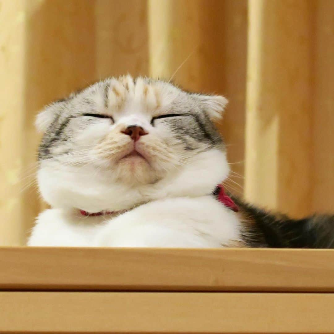 takegaeruさんのインスタグラム写真 - (takegaeruInstagram)「おやすみにゃさい♫  #goodnight  #cat #scottishfold #猫 #スコティッシュフォールド #三毛スコ友の会」9月16日 22時47分 - takegaeru