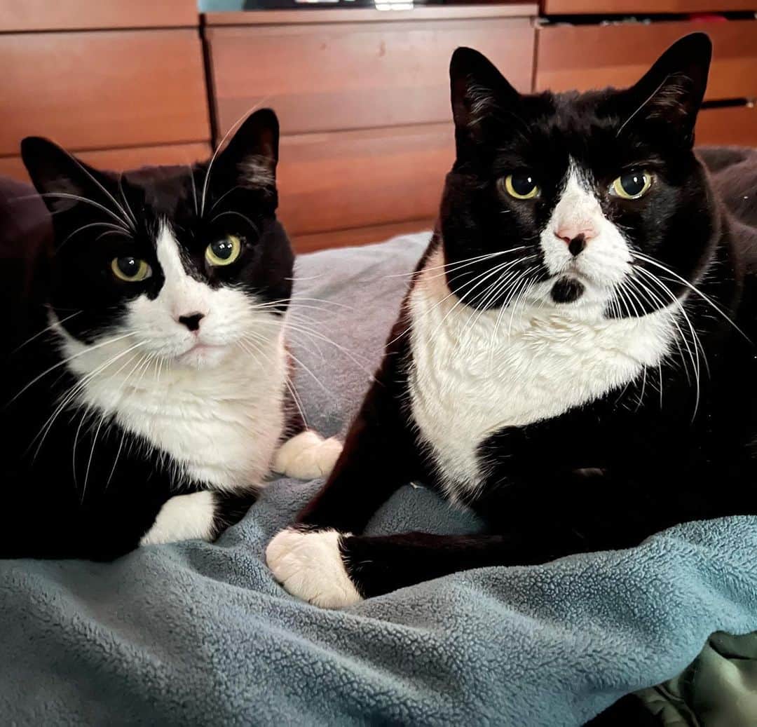 Tuxedo Cat Brosのインスタグラム：「Two best buddies enjoying a rainy, windy Saturday. 💙💚 #catsofinstagram #tuxedocats」