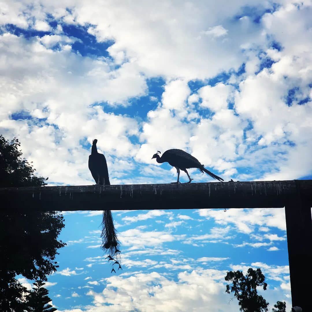 ガソリングラマーさんのインスタグラム写真 - (ガソリングラマーInstagram)「Morning Peacocks 🦚✨ #peacock #peacocksrule #peacockempire #ilovepeacocks #peacocktime #peacockmagic #shadowhills #THANKYOU #wildpeacocks #peacockdaddy #peacockmagic #peacocks #peafowl」9月16日 23時08分 - gasolineglamour