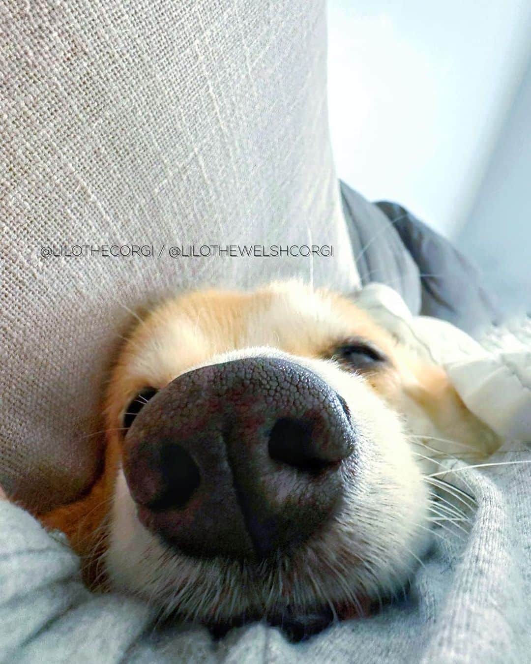 Liloのインスタグラム：「Imagine seeing when you get up. Every morning is a surprise wake-up call from a snoot full of love! 😄🐾   ⁣. ⁣ .⁣ .⁣ .⁣ .⁣  #corgis #corgicommunity #corgiaddict #dogstagram #corgibutt #corgidog #corgilover #corgination #dog #corgidaily #corgipuppy #corgiworld #dogs #corgilife #pembrokewelshcorgi #corgigram #weeklyfluff #corgilovers #corgistagram #corgisofinstagram #corgilove #dogsofinstagram #corgiplanet #puppy #welshcorgi #corgi」