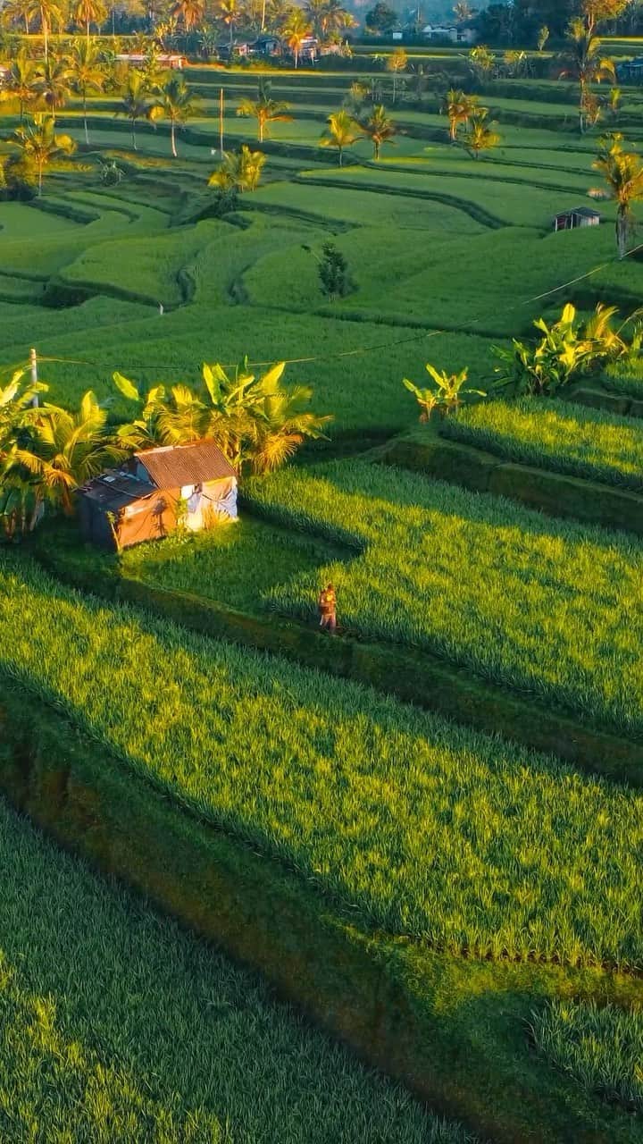 BEAUTIFUL DESTINATIONSのインスタグラム：「@anggacikko chases that early morning glow in the serene Badung rice paddies of Bali! 🌅🌾 Did you know that these lush green fields are at their most vibrant during the rainy season, from November to March? 🌧️ If you’re seeking a sunshine-filled vacation, then never fear, they’re still a delight to visit during the dry season. ☀️  📽 @anggacikko 📍 Badung, Bali, Indonesia 🎶 florisgone - Nature Walks」