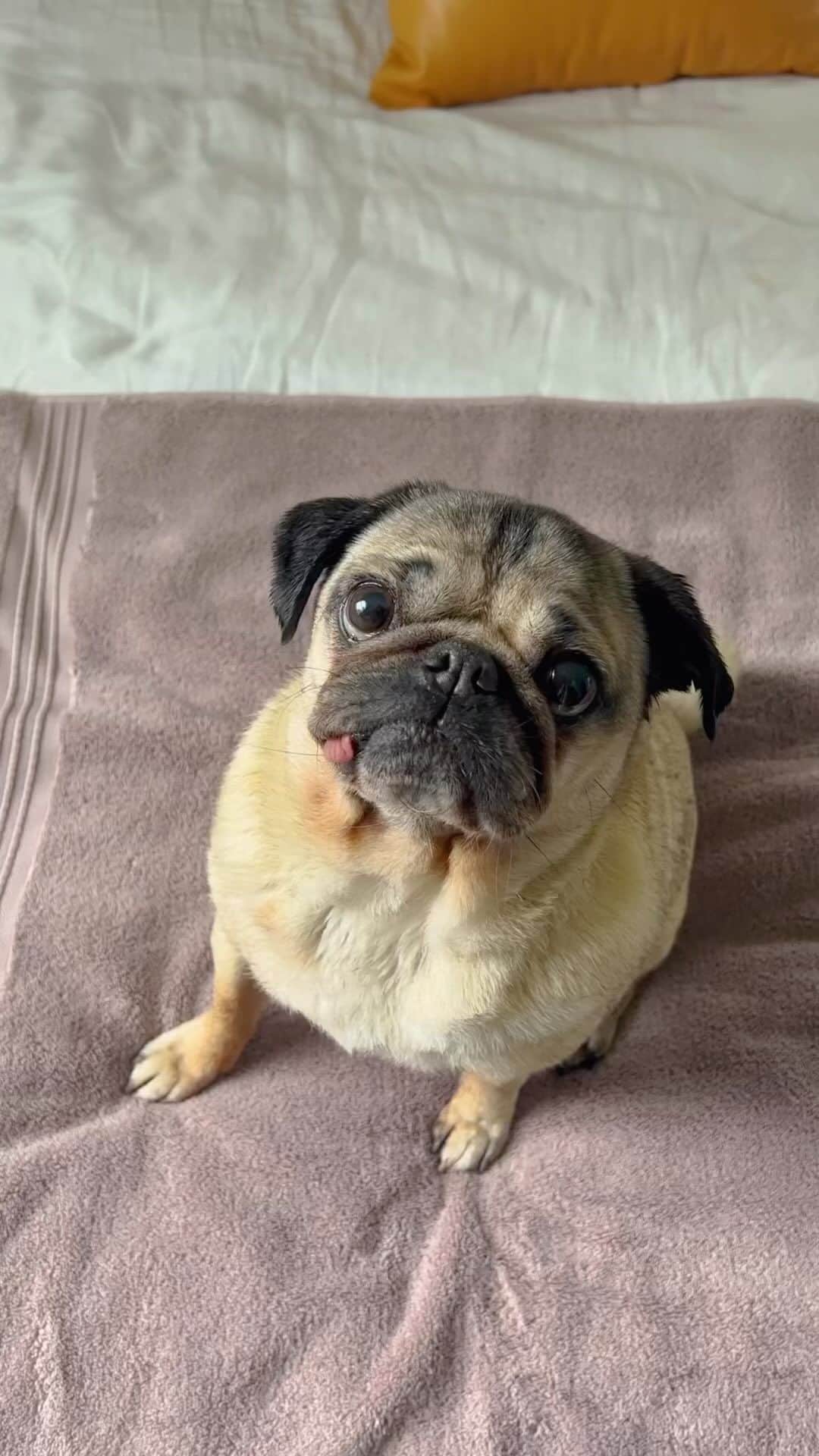 itsdougthepugのインスタグラム：「Giving Doug a @nonipup spa day! 🐶🐾 Starting this holistic dog company and reading the reviews on how much our products have been helping your dogs has been nothing short of incredible. Go pick up some Nonipup today!」