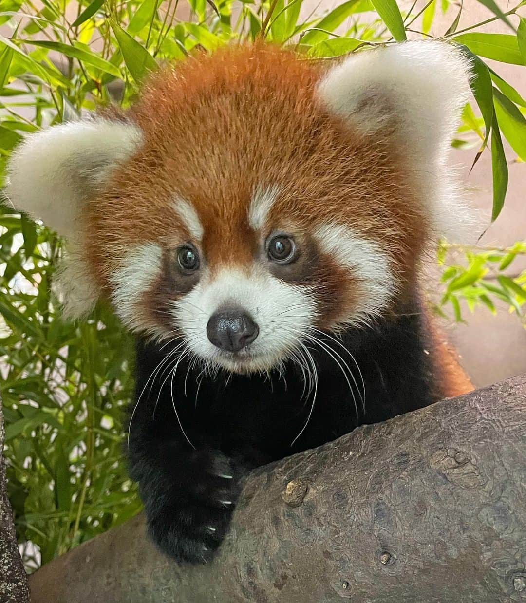 San Diego Zooのインスタグラム：「The face o̴n̴l̴y̴ ̴a̴ ̴m̴o̴t̴h̴e̴r̴ ̴c̴o̴u̴l̴d̴ everyone loves 🥹  #RedPandaDay #PumpkinSpicePanda #LittleRed #SanDiegoZoo」