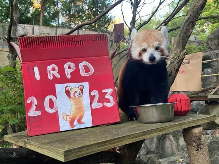 スミソニアン国立動物園さんのインスタグラム写真 - (スミソニアン国立動物園Instagram)「 ️🐼 Happy