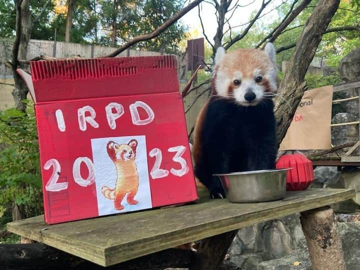 スミソニアン国立動物園さんのインスタグラム写真 - (スミソニアン国立動物園Instagram)「❤️🐼 Happy international red panda day! Today we celebrate a true living fossil and the original panda! . . .  🌿 In Nepalese, the word “panda” means bamboo eater. Bamboo is red pandas’ primary diet in the wild; they also eat fruit, eggs, and some small mammals. Our red pandas, Asa and Chris-Anne, eat bamboo, grapes, apples, blueberries and nutritious biscuits.  . . .  🧠🤝 We all love red pandas, and it’s important to remember that they’re on the endangered species list. Want to help them? Learn about this unique (and adorable) species! Sharing your favorite fun facts with friends and family can inspire them to care about and help conserve red pandas, too.  . . .  🌏We all share the world together, so let’s take care of it together.」9月17日 1時16分 - smithsonianzoo