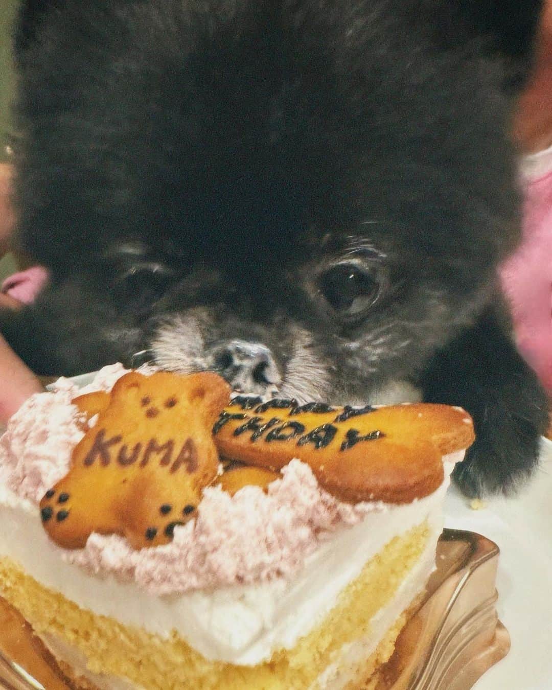 松本恵奈のインスタグラム：「2歳になりました🐻 ケーキも美味しかったみたいで喜んで食べてくれました♡ 鼻にクリームつきすぎだけど そんなとこも全部好き♡ クマおめでとう♡ #kuma #happybirthday #2歳」