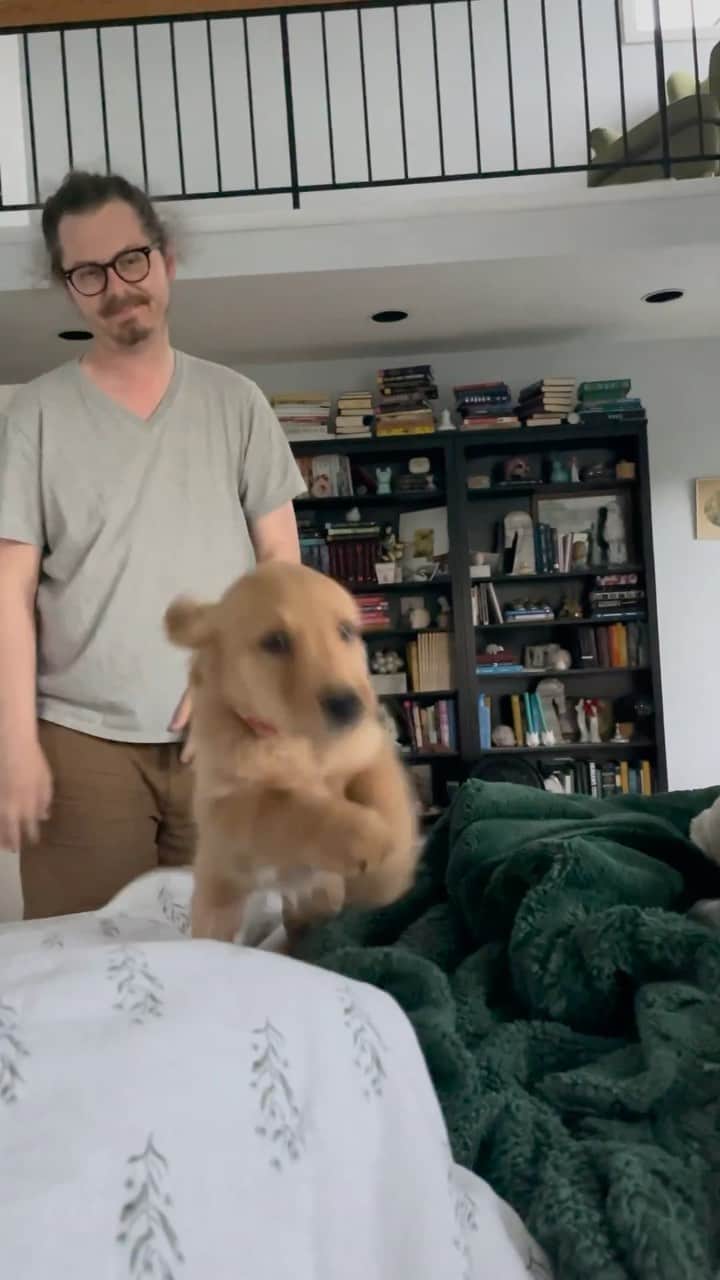 DogsOf Instagramのインスタグラム：「Best alarm clock ever @figgy_thegolden 😍 Who else wants this as your wake up call? 👋 . . . . #puppylove #puppygram #alarmclockdog #alarmclock #wakeupcall #bestpartofwakingup #dogsofinstagram」
