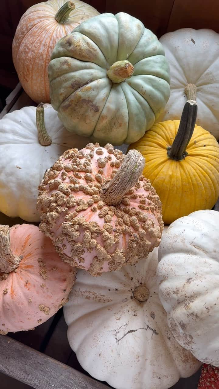 リズ・チェルカソワのインスタグラム：「Hoards of gourds @fixfarm   #gourdseason #feelslikefall #pumpkinpatch #familyfarm」