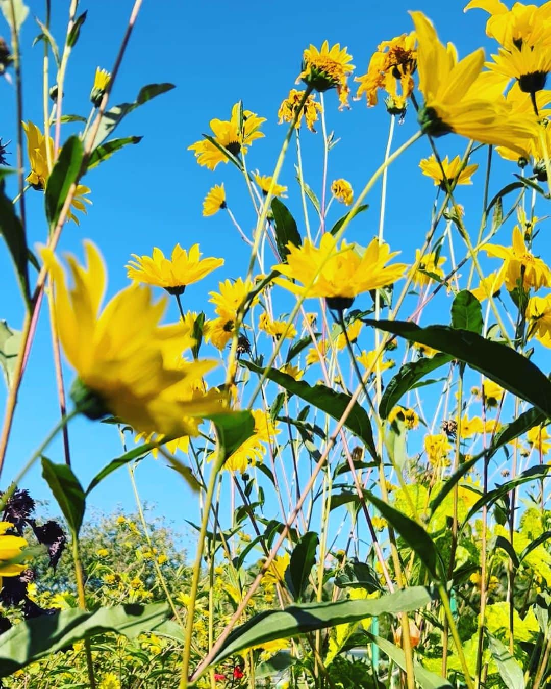 カイトアンドバタフライのインスタグラム：「Photo taken from our trip to #monetsgarden  blending beauty together🍃   #lifestyle #kiteandbutterflycollective #flowers #france #enjoyyourweekend #nature #garden #travel」