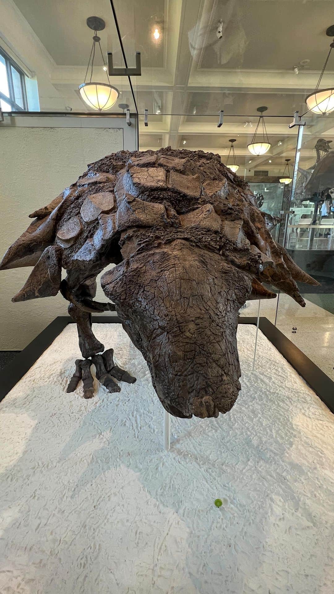 アメリカ自然史博物館のインスタグラム：「See Edmontonia rugosidens up close in the Museum’s Hall of Ornithischian Dinosaurs! We’re open daily from 10 am-5:30 pm.  #amnh #fossils #paleontology #ankylosaur #naturalhistory #museums」