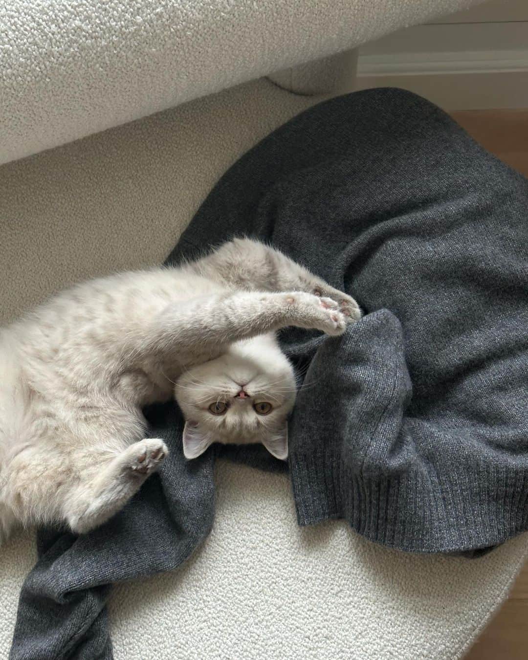 Mathilde Goehlerのインスタグラム：「Weekend mode 🐾」