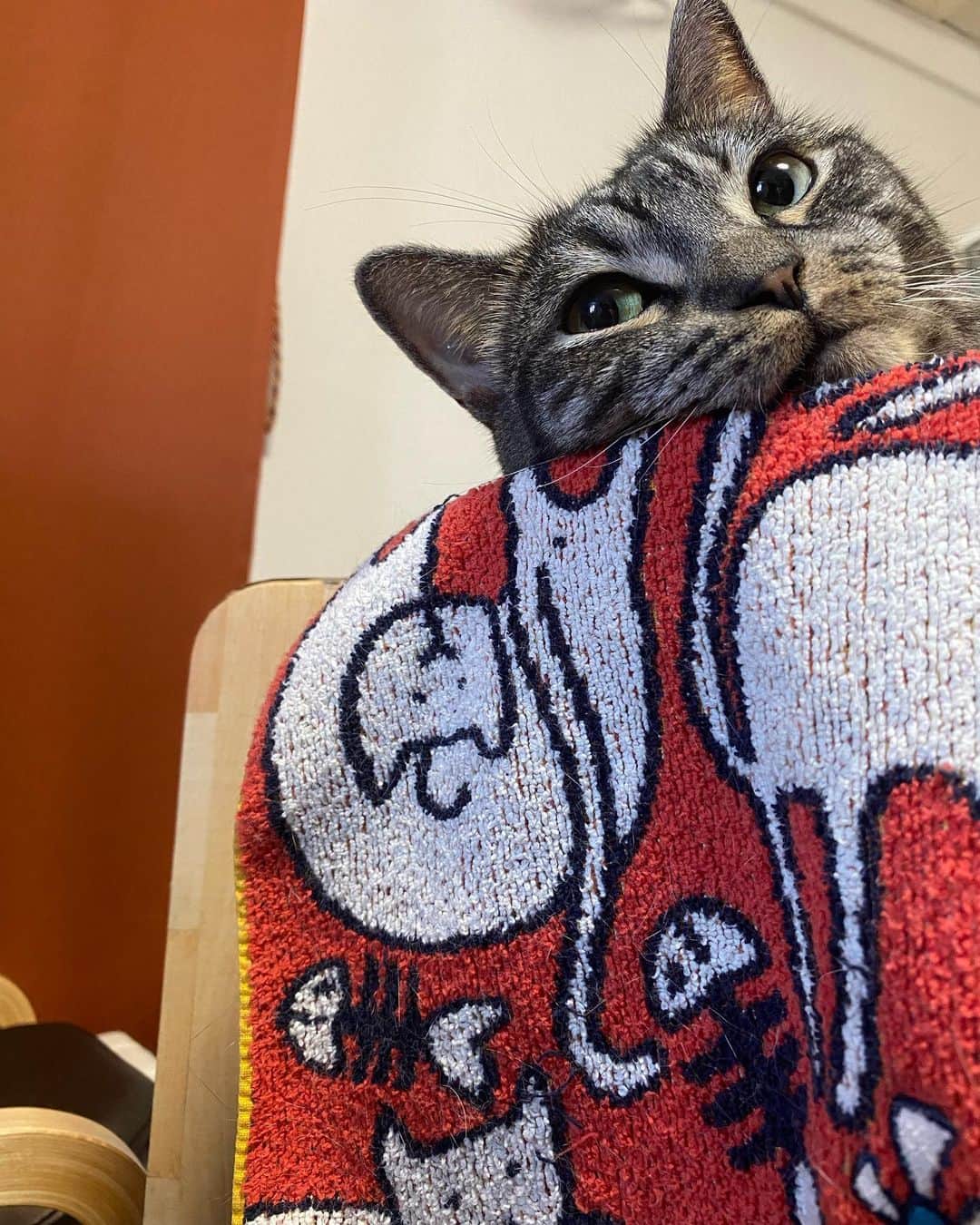 辻本祐樹のインスタグラム：「ナイトさん、のんびりしております♪  #マンチカン  #保護猫 #保護猫と暮らす #cat #猫 #アメリカンカール  #辻本祐樹 の #愛猫 #love #猫のいる暮らし #catlover #catstagram #kitty #petstagram #Instacat #instagood #followme」