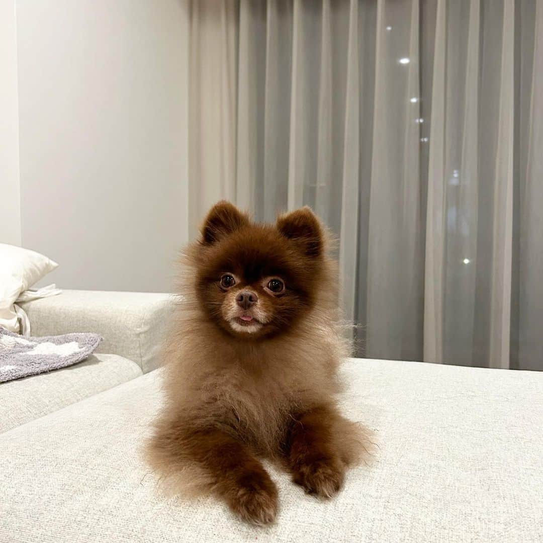 山本月のインスタグラム：「チャチャ🧸かわいすぎっ  #ポメラニアン#pomeranian」