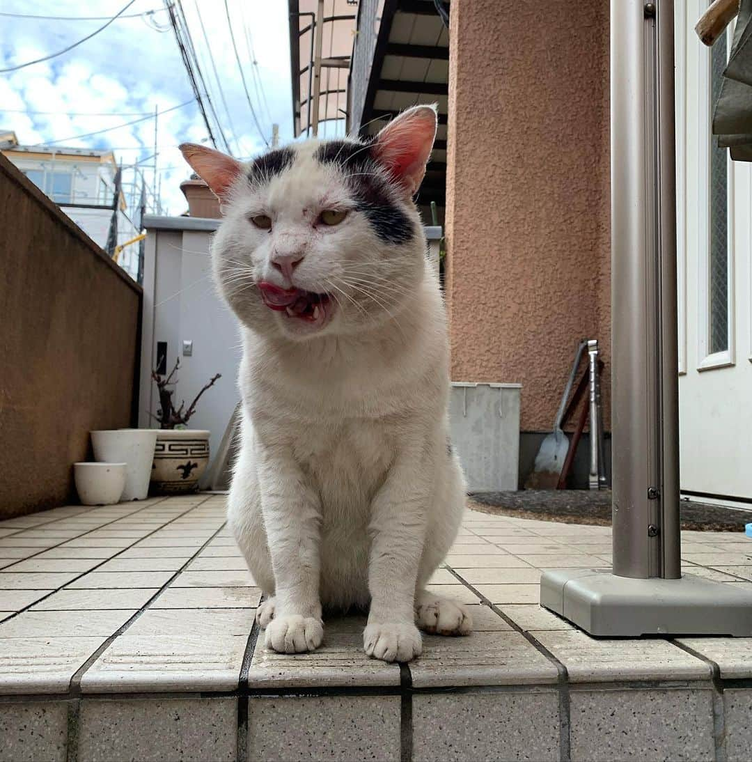 Kachimo Yoshimatsuさんのインスタグラム写真 - (Kachimo YoshimatsuInstagram)「7の付く日は、ナナクロの日 写真は、2019年9月17日 Photo:2019.09.17 外猫時代のナナクロ おにぎり顔｡  #うちの猫ら #猫 #nanakuro #ねこ #ニャンスタグラム #にゃんすたぐらむ #ねこのきもち #cat #ネコ #catstagram #ネコ部 http://kachimo.exblog.jp」9月17日 13時25分 - kachimo