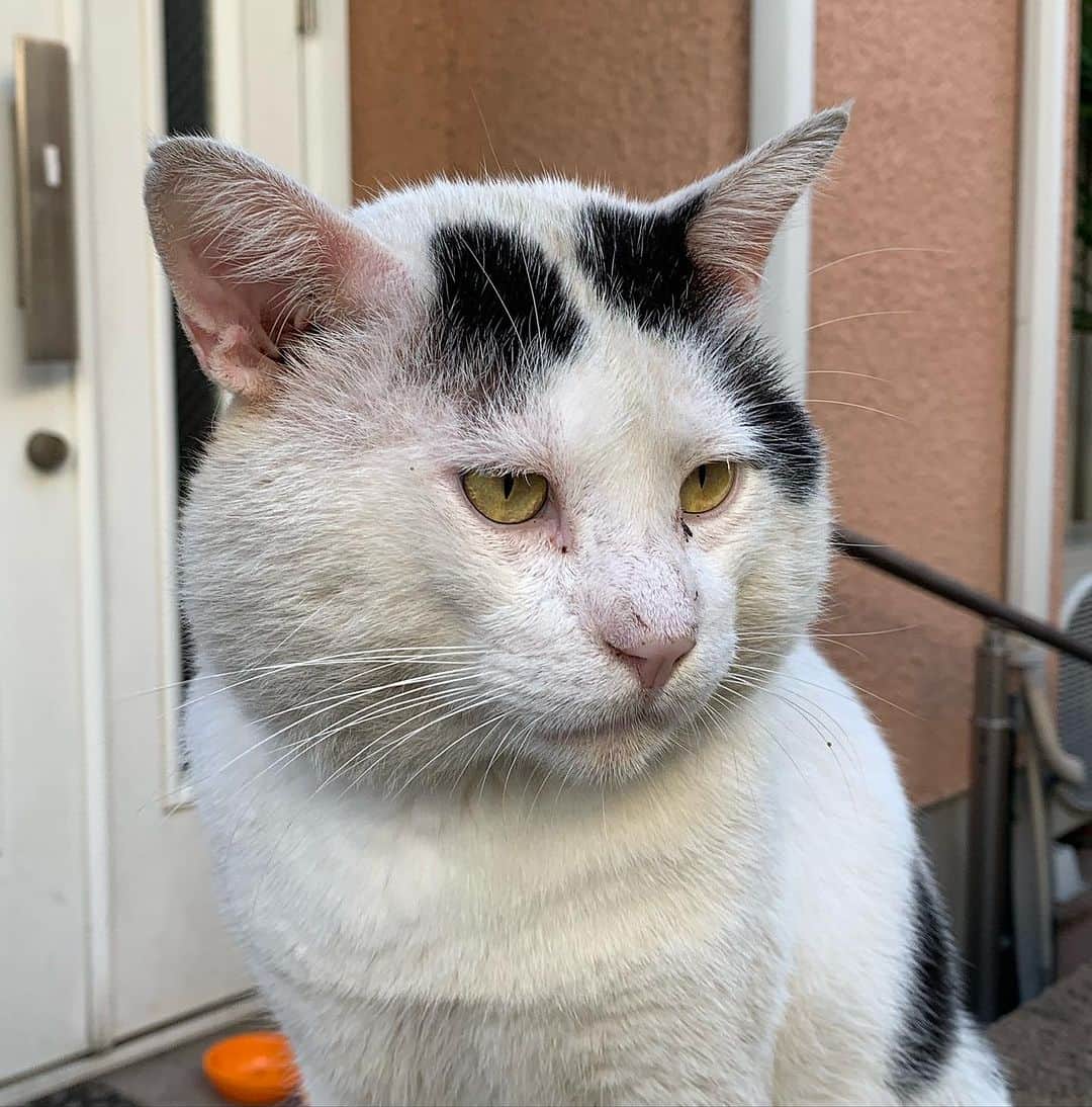 Kachimo Yoshimatsuさんのインスタグラム写真 - (Kachimo YoshimatsuInstagram)「7の付く日は、ナナクロの日 写真は、2019年9月17日 Photo:2019.09.17 外猫時代のナナクロ おにぎり顔｡  #うちの猫ら #猫 #nanakuro #ねこ #ニャンスタグラム #にゃんすたぐらむ #ねこのきもち #cat #ネコ #catstagram #ネコ部 http://kachimo.exblog.jp」9月17日 13時25分 - kachimo