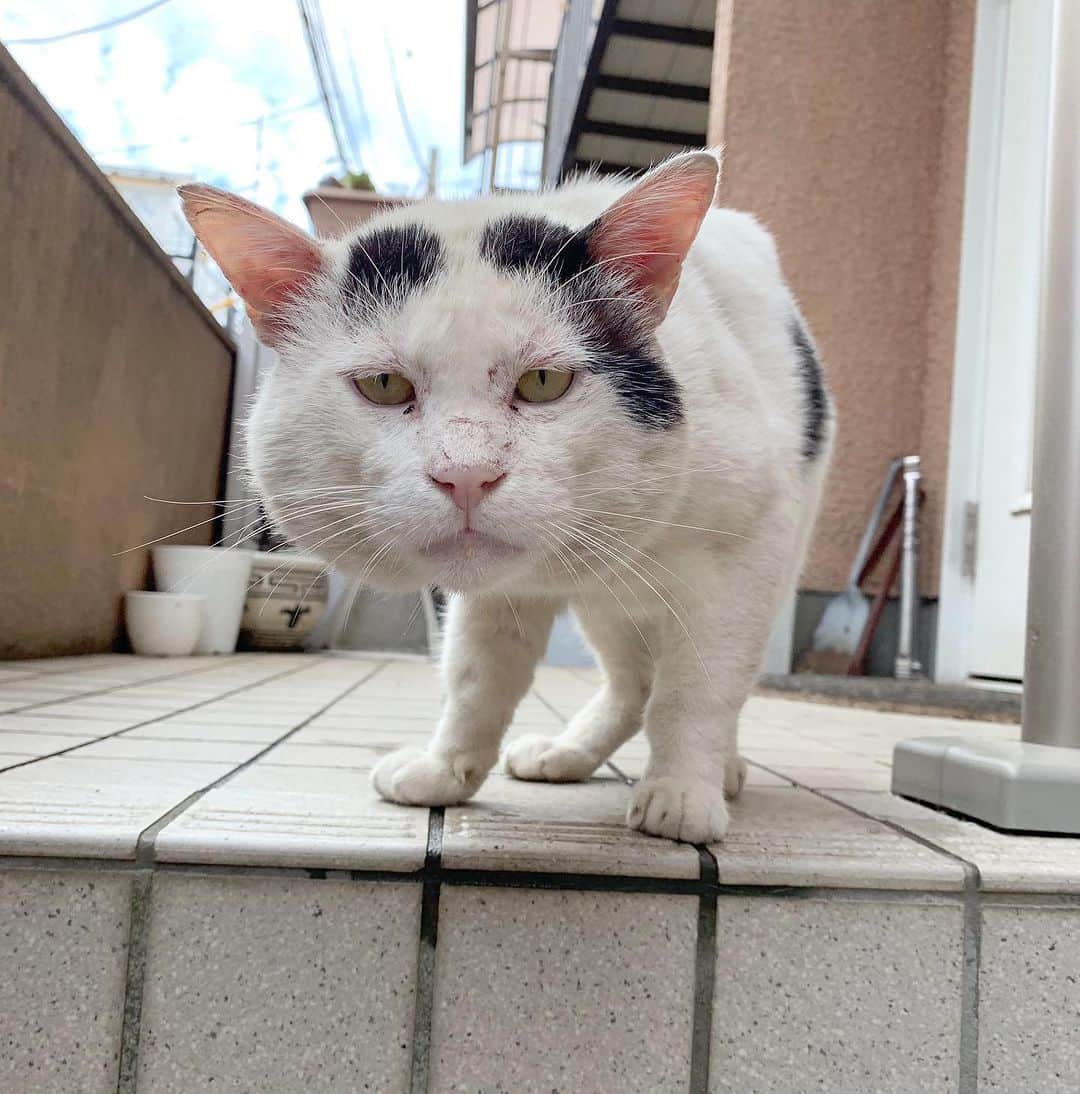 Kachimo Yoshimatsuのインスタグラム：「7の付く日は、ナナクロの日 写真は、2019年9月17日 Photo:2019.09.17 外猫時代のナナクロ おにぎり顔｡  #うちの猫ら #猫 #nanakuro #ねこ #ニャンスタグラム #にゃんすたぐらむ #ねこのきもち #cat #ネコ #catstagram #ネコ部 http://kachimo.exblog.jp」
