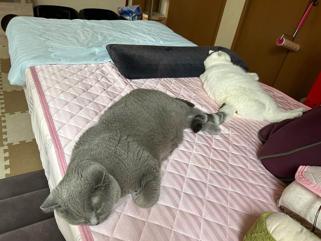 KAORUさんのインスタグラム写真 - (KAORUInstagram)「こんにちは😊 三連休なんですね🙂 ま、介護に休みなどありませんのでこちらは通常通りです🤭  お仕事の方、頑張って お休みの方、ご安全に☺️  これからお父さんのお風呂♨️です😆  #諭吉と幸来 #ゆきさく #猫のいる暮らし」9月17日 13時37分 - yukisaku_88